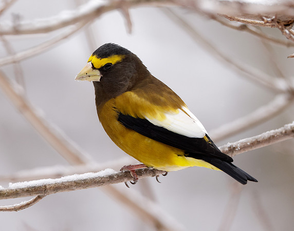 Evening Grosbeak Coccothraustes vespertinus