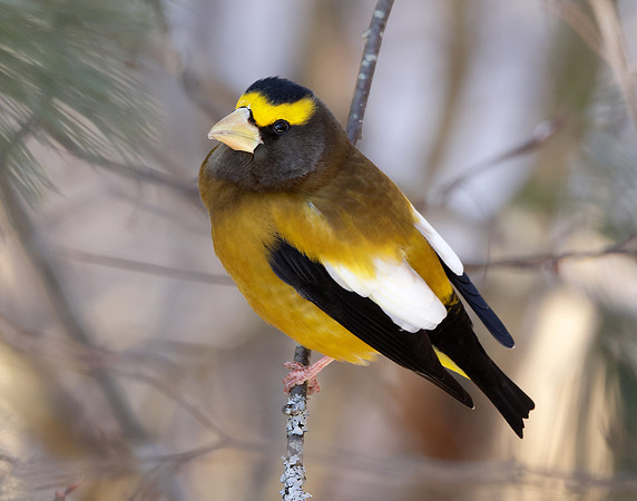 Evening Grosbeak Coccothraustes vespertinus