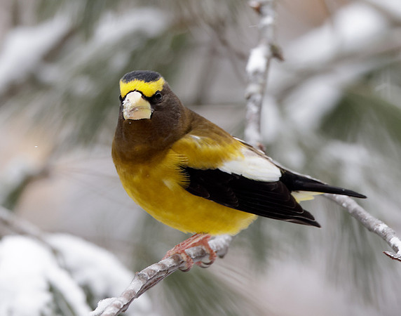Evening Grosbeak Coccothraustes vespertinus
