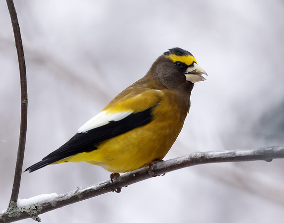 Evening Grosbeak Coccothraustes vespertinus