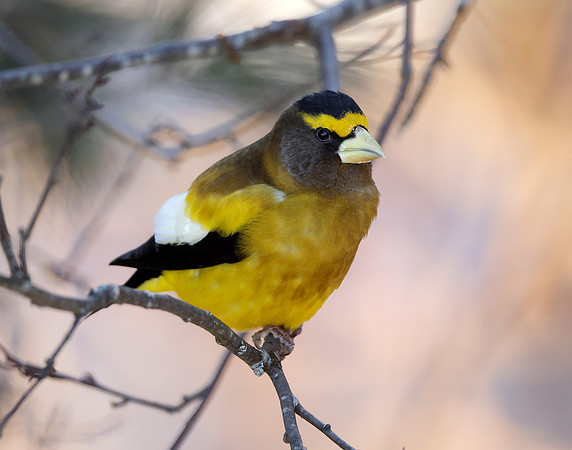 Evening Grosbeak Coccothraustes vespertinus