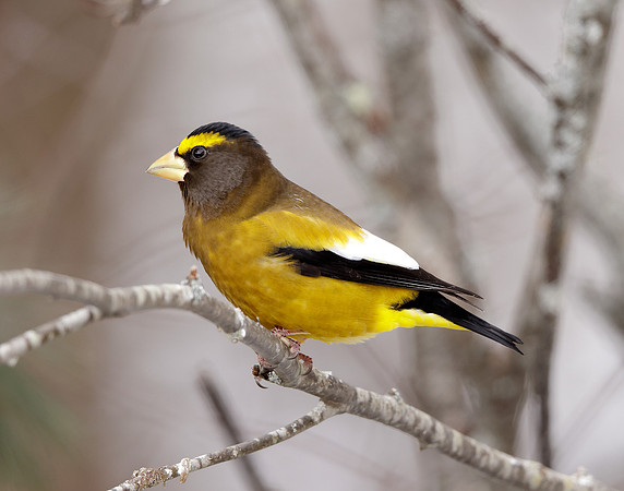 Evening Grosbeak Coccothraustes vespertinus
