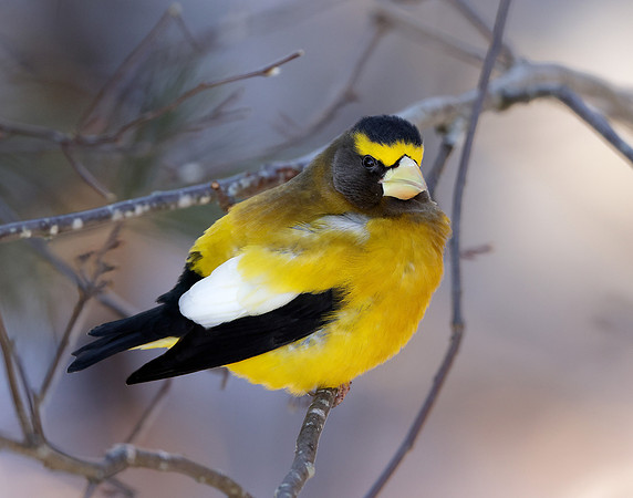 Evening Grosbeak Coccothraustes vespertinus