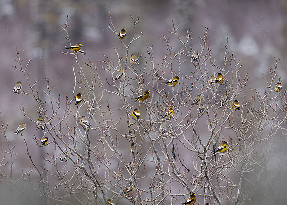Evening Grosbeak Coccothraustes vespertinus