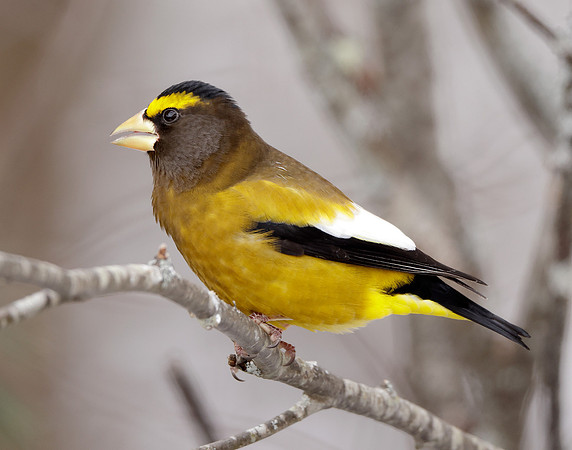 Evening Grosbeak Coccothraustes vespertinus