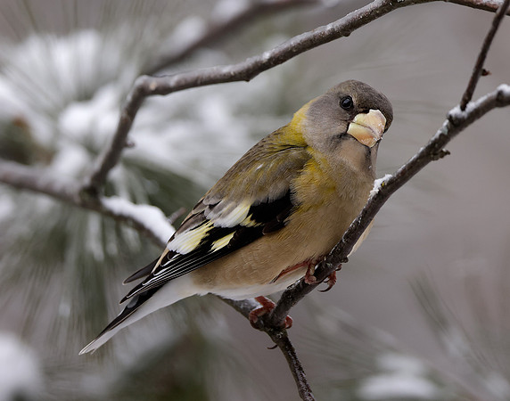 Evening Grosbeak Coccothraustes vespertinus