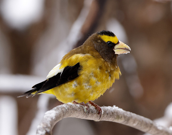 Evening Grosbeak Coccothraustes vespertinus