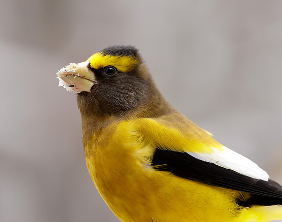 Evening Grosbeak Coccothraustes vespertinus