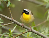 Common Yellowthroat Geothlypis trichas