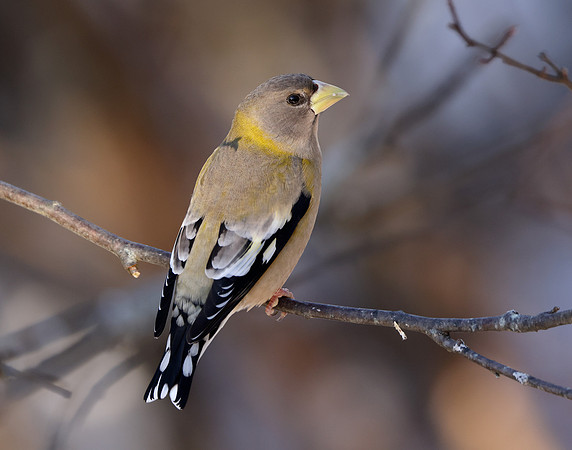 Evening Grosbeak Coccothraustes vespertinus