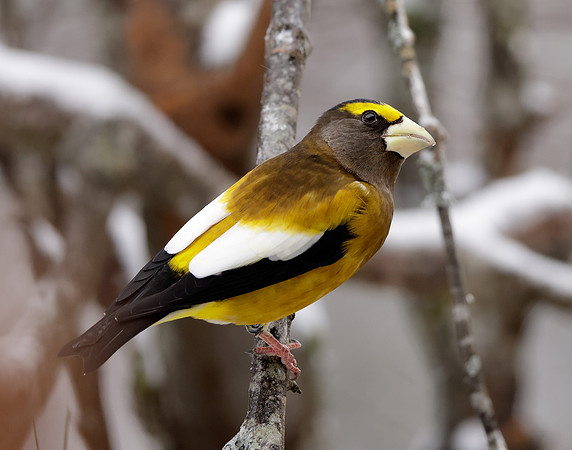 Evening Grosbeak Coccothraustes vespertinus