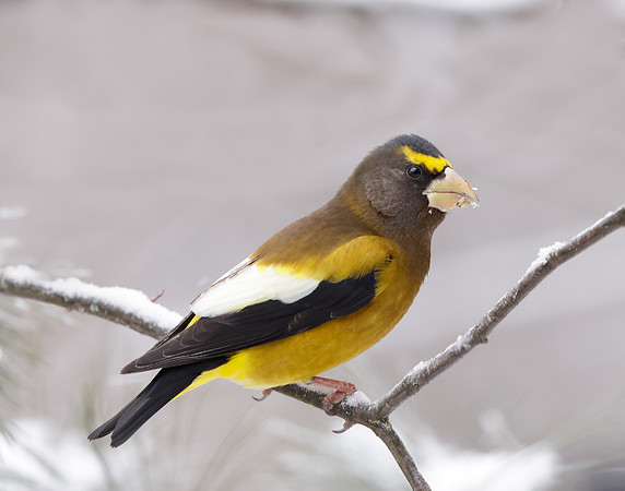 Evening Grosbeak Coccothraustes vespertinus
