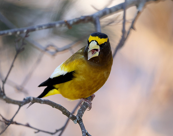 Evening Grosbeak Coccothraustes vespertinus