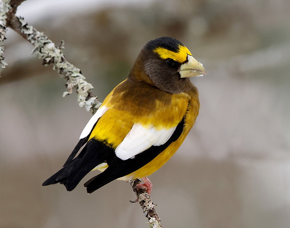 Evening Grosbeak Coccothraustes vespertinus