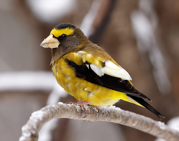 Evening Grosbeak Coccothraustes vespertinus