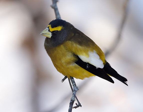 Evening Grosbeak Coccothraustes vespertinus