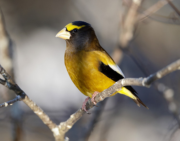 Evening Grosbeak Coccothraustes vespertinus