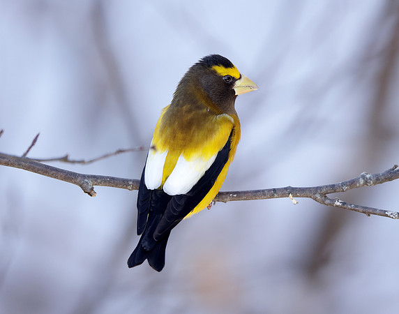 Evening Grosbeak Coccothraustes vespertinus