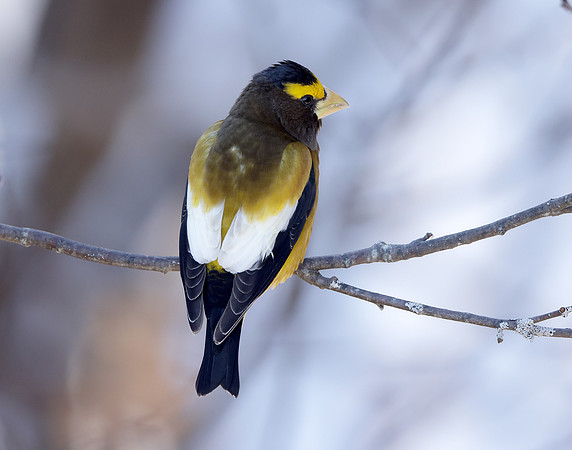 Evening Grosbeak Coccothraustes vespertinus