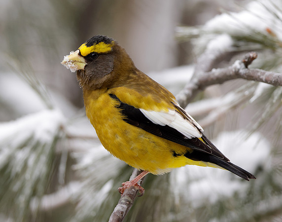 Evening Grosbeak Coccothraustes vespertinus
