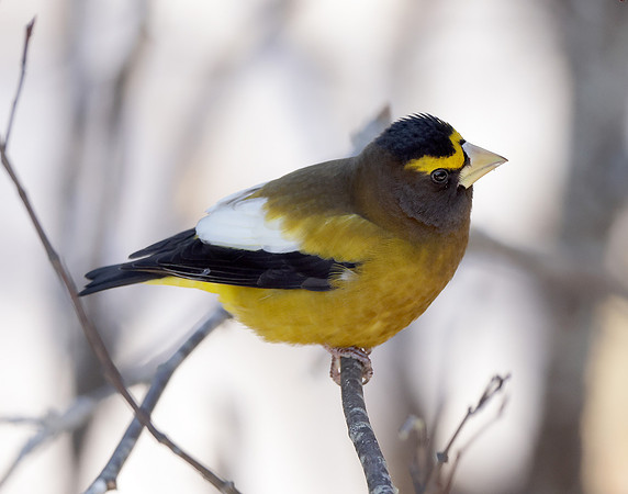 Evening Grosbeak Coccothraustes vespertinus