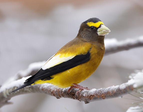 Evening Grosbeak Coccothraustes vespertinus