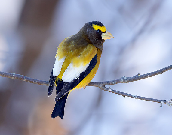 Evening Grosbeak Coccothraustes vespertinus
