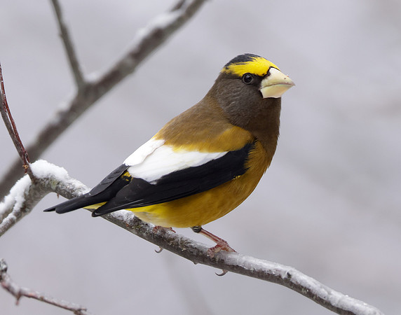 Evening Grosbeak Coccothraustes vespertinus