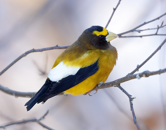 Evening Grosbeak Coccothraustes vespertinus
