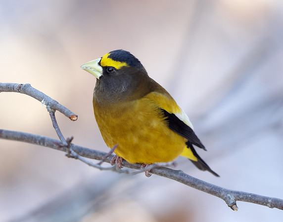 Evening Grosbeak Coccothraustes vespertinus