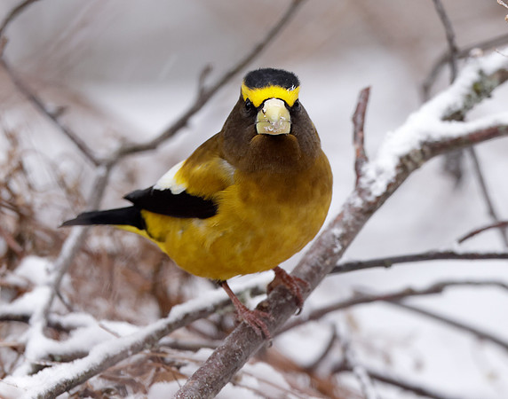 Evening Grosbeak Coccothraustes vespertinus