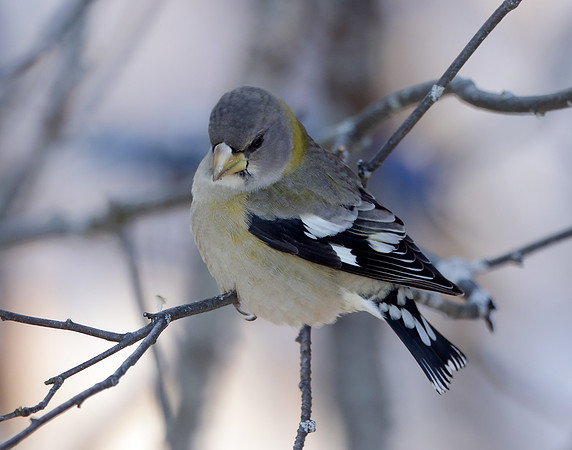 Evening Grosbeak Coccothraustes vespertinus