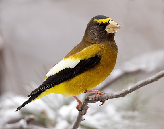 Evening Grosbeak Coccothraustes vespertinus