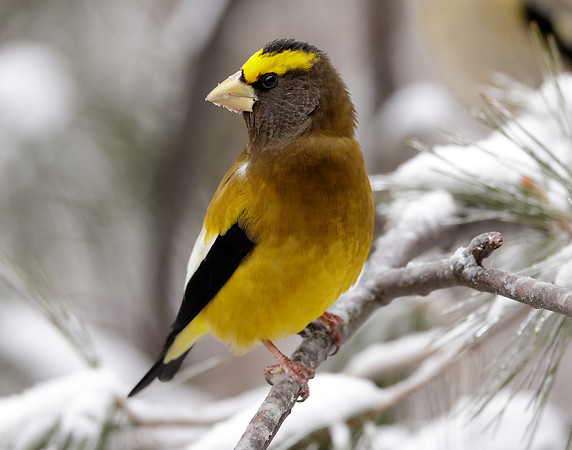 Evening Grosbeak Coccothraustes vespertinus