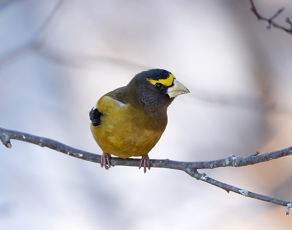 Evening Grosbeak Coccothraustes vespertinus