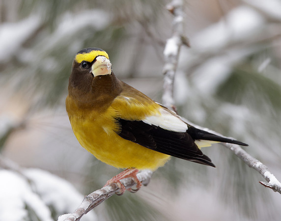 Evening Grosbeak Coccothraustes vespertinus