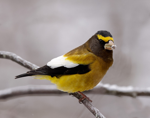 Evening Grosbeak Coccothraustes vespertinus