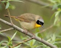 Common Yellowthroat Geothlypis trichas