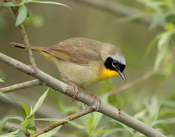 Common Yellowthroat Geothlypis trichas