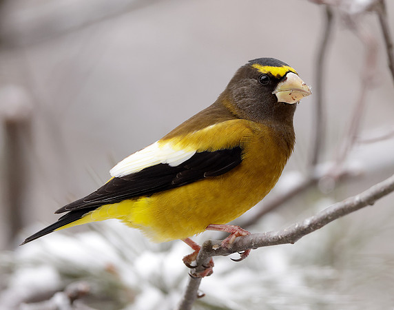 Evening Grosbeak Coccothraustes vespertinus