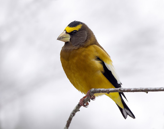 Evening Grosbeak Coccothraustes vespertinus