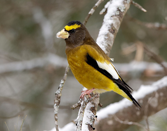 Evening Grosbeak Coccothraustes vespertinus