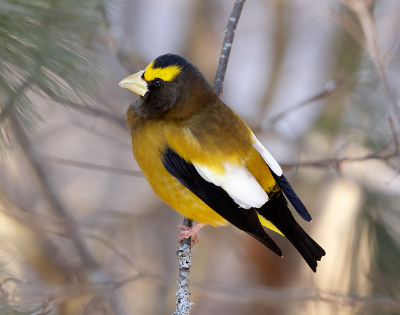 Evening Grosbeak Coccothraustes vespertinus
