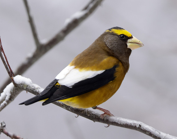 Evening Grosbeak Coccothraustes vespertinus