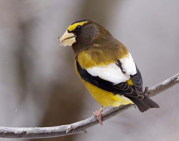 Evening Grosbeak Coccothraustes vespertinus