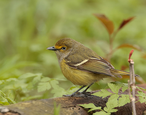 White-eyed Vireo Vireo griseus