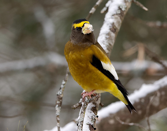 Evening Grosbeak Coccothraustes vespertinus
