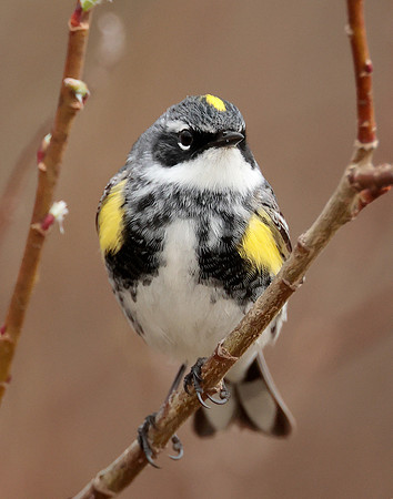 Yellow-rumped Warbler Setophaga coronata