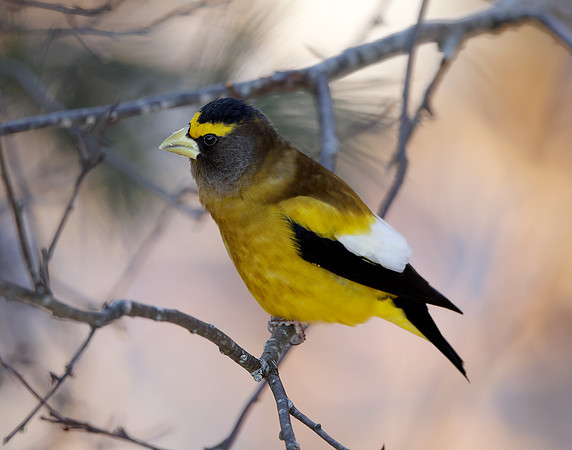 Evening Grosbeak Coccothraustes vespertinus