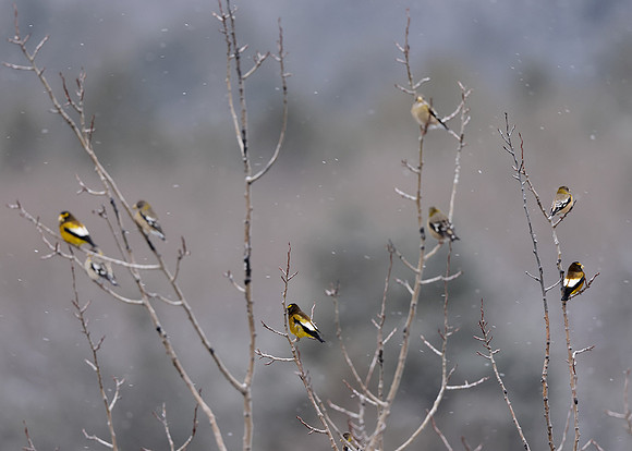 Evening Grosbeak Coccothraustes vespertinus